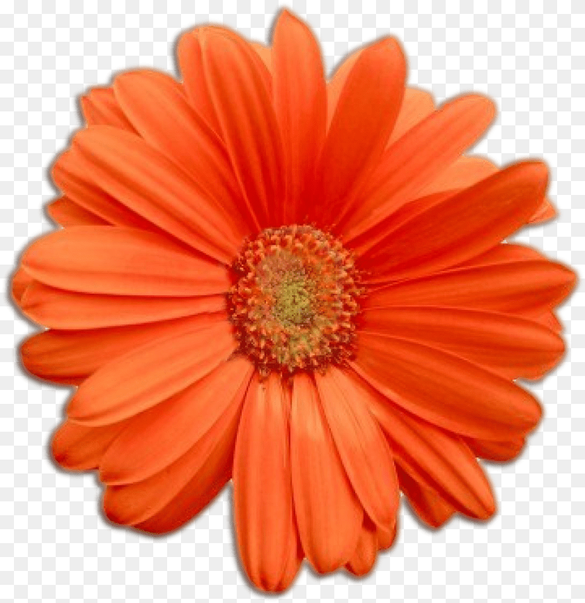 1082x1115 Orange Flower Real Flower, Anther, Dahlia, Daisy, Petal PNG