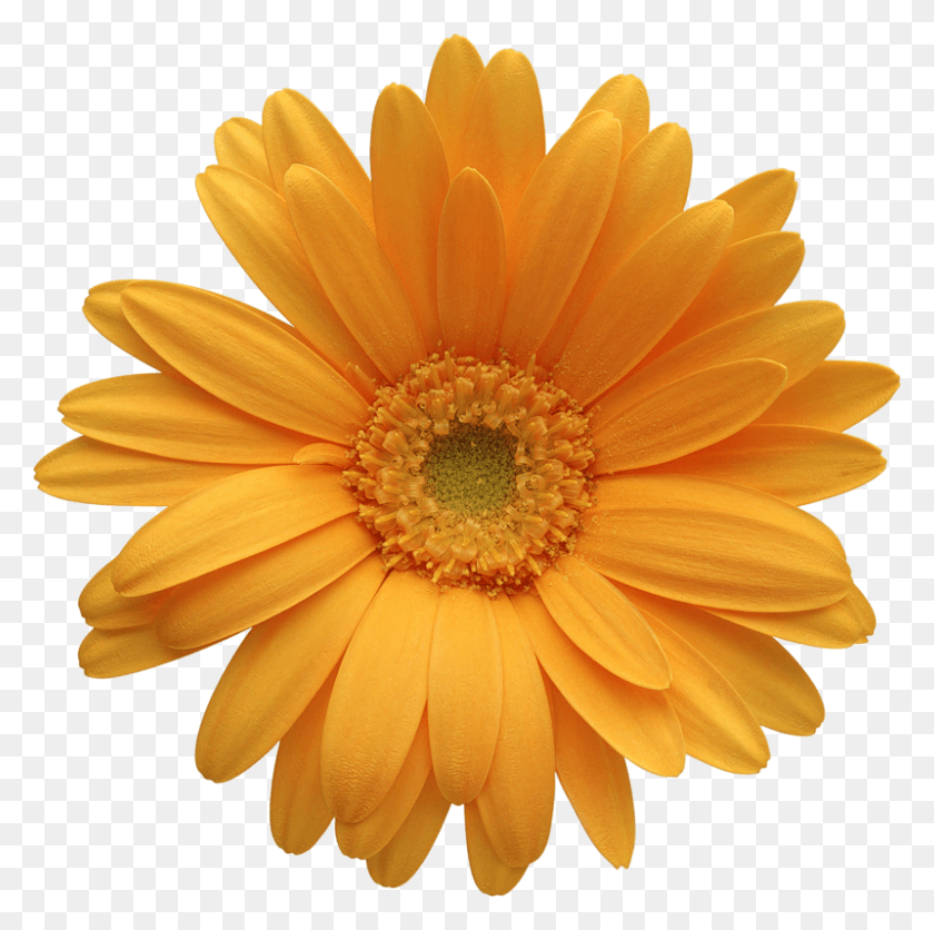 800x796 Оранжевые Цветы, Растение, Цветок, Цвести Hd Png Скачать
