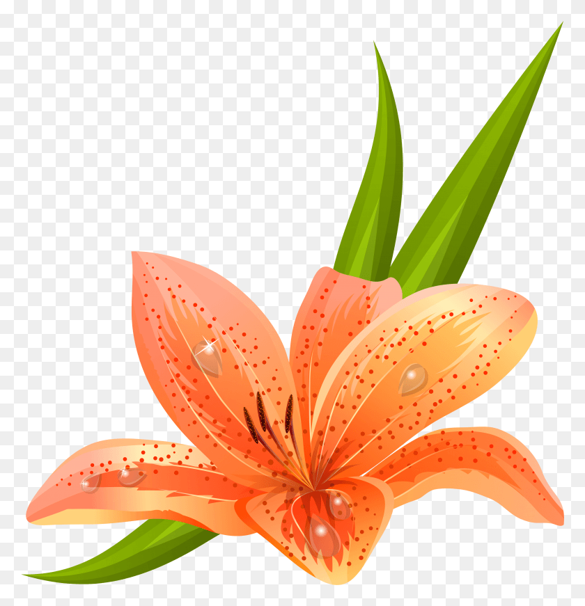 3075x3200 Оранжевые Цветы Лилии Вектор, Растение, Цветок, Цвести Hd Png Скачать