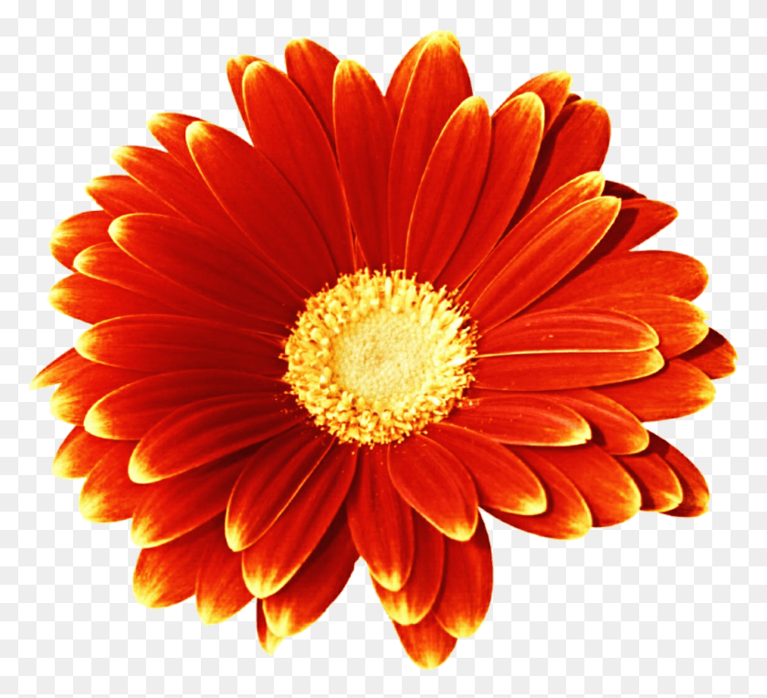 1009x911 Апельсиновый Гербер Ромашка, Растение, Цветок, Цветение Hd Png Скачать
