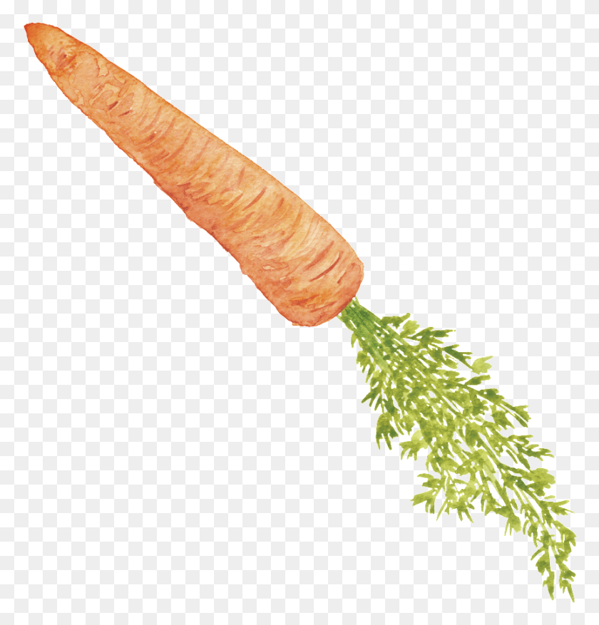 862x903 Orange Hand Painted Carrot Cartoon Vegetable Kitchen, Plant, Food, Flower HD PNG Download
