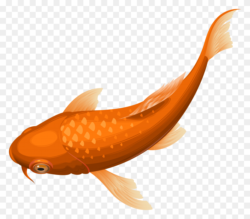 7747x6712 Orange Koi Fish Transparent Clip Art Image, Banana, Fruit, Plant HD PNG Download