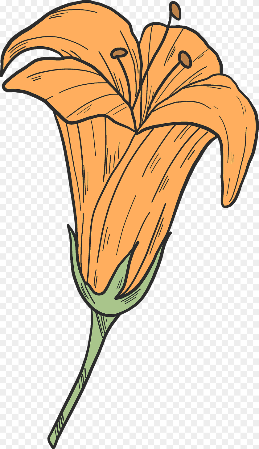 1110x1920 Orange Lily Clipart, Flower, Plant, Person Transparent PNG