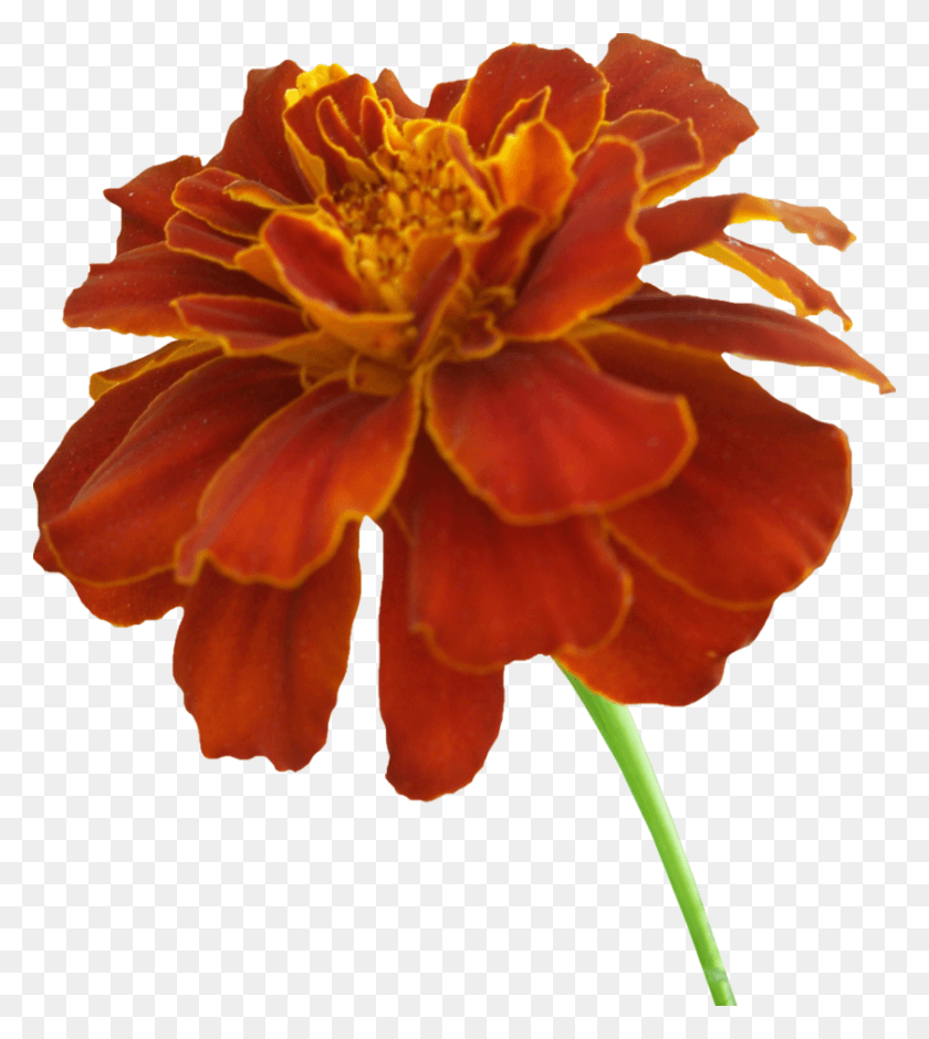 841x949 Orange Marigold Flower Marigold, Plant, Geranium, Blossom HD PNG Download