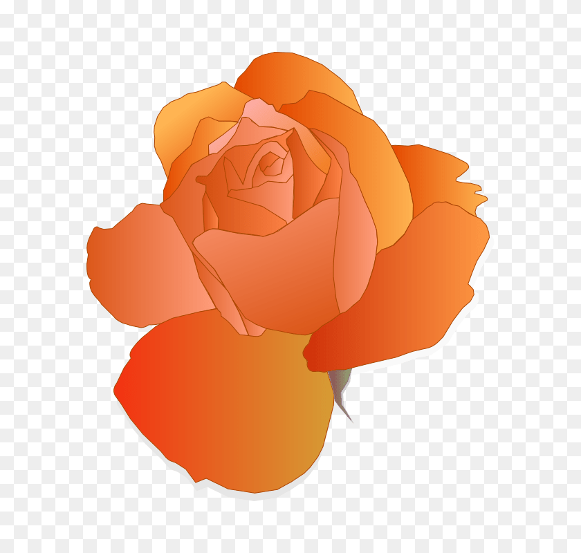 726x800 Orange Rose, Flower, Petal, Plant Sticker PNG