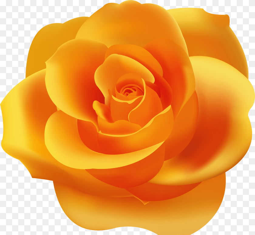 Orange Rose Clip Art Transparent PNG
