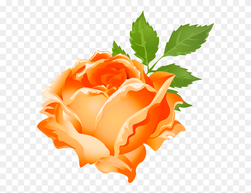 600x585 Orange Rose Clip Art Image Pink Red Purple Rose, Flower, Plant, Blossom HD PNG Download