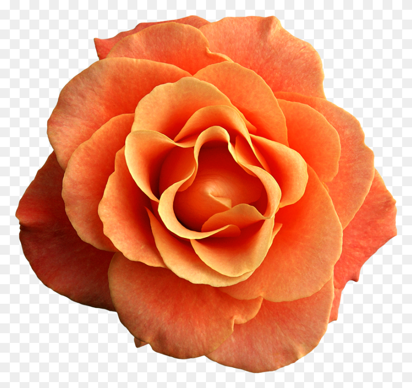 850x798 Descargar Png / Flores De Color Naranja Png