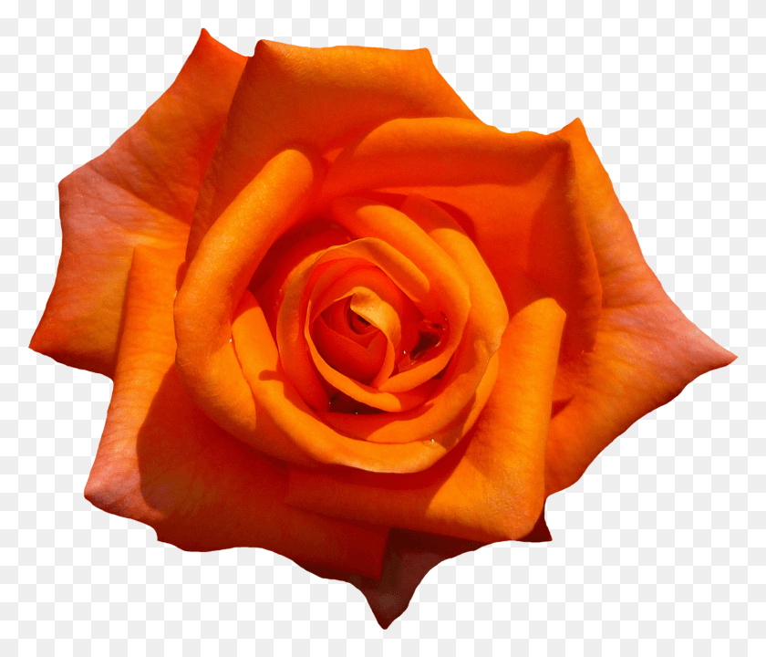 1494x1266 Orange Rose Flower Top View Orange Rose Flower, Rose, Flower, Plant HD PNG Download
