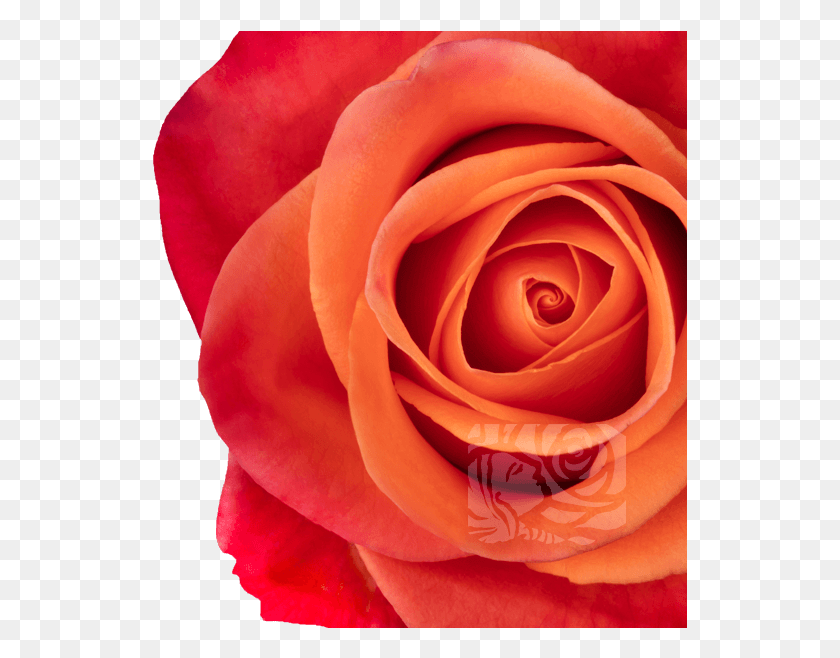 535x598 Оранжевые Розы Садовые Розы, Роза, Цветок, Растение Hd Png Скачать