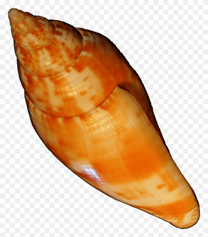 994x1142 Orange Seashell By Jeanicebartzen27 Orange Seashell, Conch, Invertebrate, Sea Life HD PNG Download