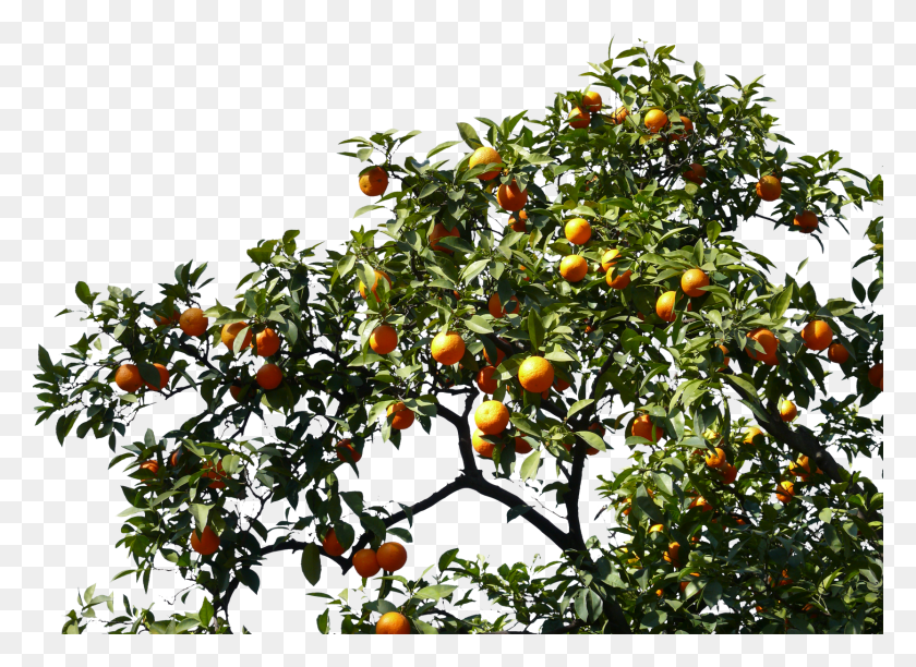 1666x1181 Orange Tree Branch, Plant, Persimmon, Fruit HD PNG Download