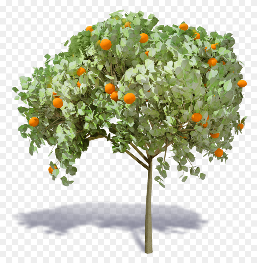976x1001 Orange Tree Mandarin Orange, Plant, Citrus Fruit, Fruit HD PNG Download