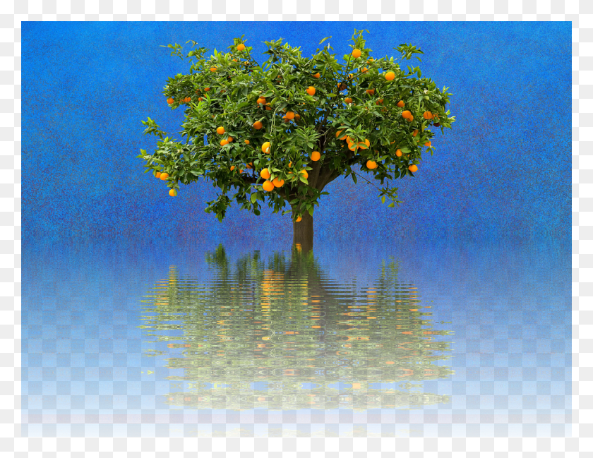 952x720 Orange Tree Tree Nature Landscape Alone Mirroring Laranjeira Arvore, Water, Plant, Outdoors HD PNG Download