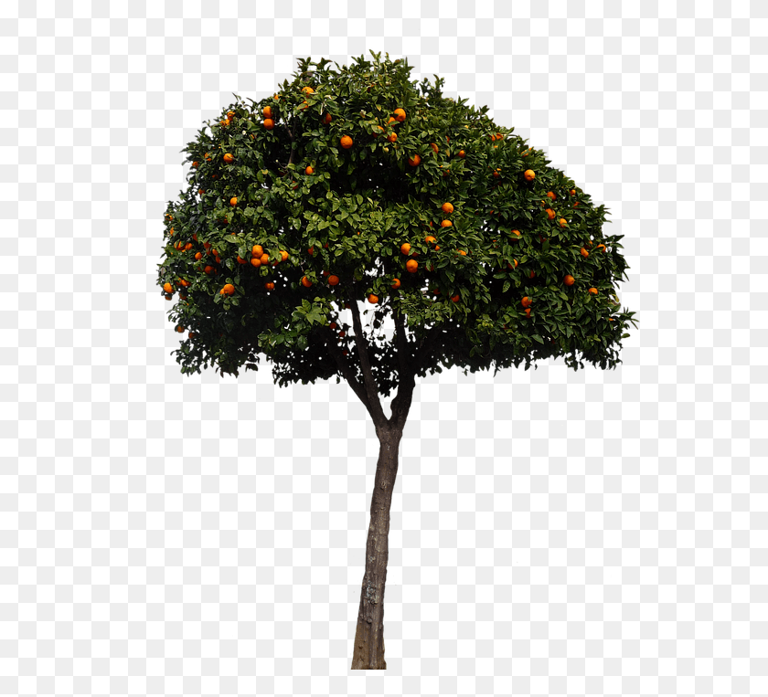 565x703 Oranges Orange Tree Tree Fruits Nature Spanish Orange Tree, Plant, Potted Plant, Vase HD PNG Download