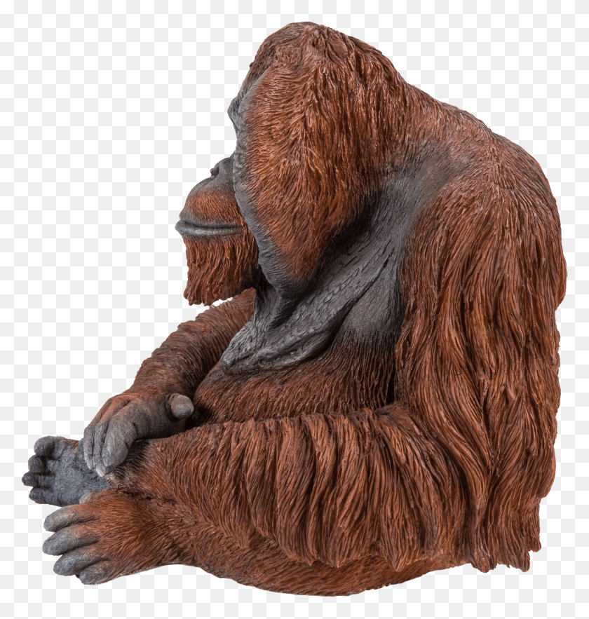 2894x3056 Orangutan HD PNG Download