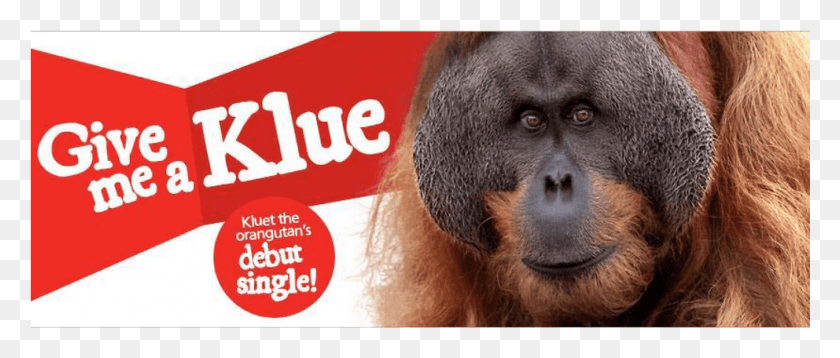 992x380 Orangutan, Mammal, Animal, Wildlife HD PNG Download