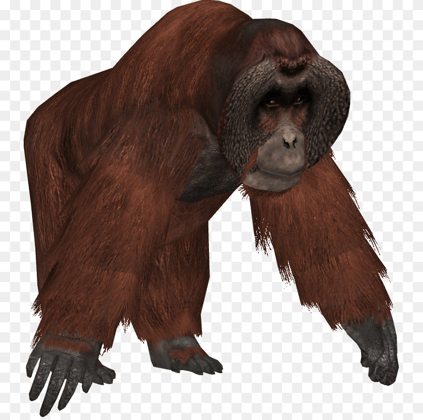 Orangutan, Animal, Mammal, Monkey, Wildlife Sticker PNG