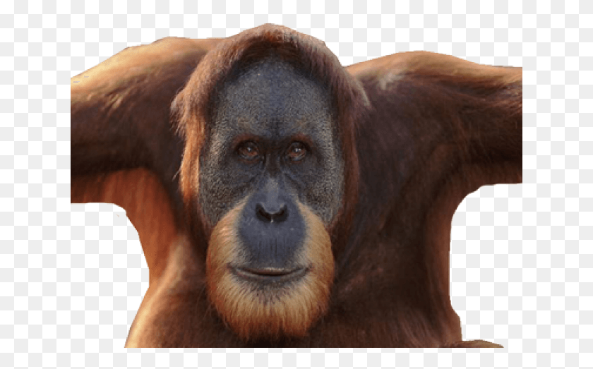 641x463 Орангутанг Клипарт Значок Орангутан, Млекопитающее, Животное, Дикая Природа Png Скачать