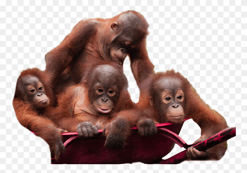 764x531 Орангутанг Изображение Борнео Фонд Выживания Орангутанов Босф Няру Ментенг, Дикая Природа, Животное, Млекопитающее, Hd Png Скачать