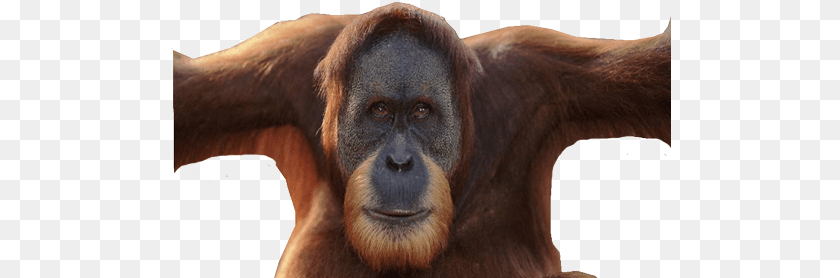 501x278 Orangutan Male Orangutan Without Flanges, Animal, Mammal, Monkey, Wildlife Transparent PNG