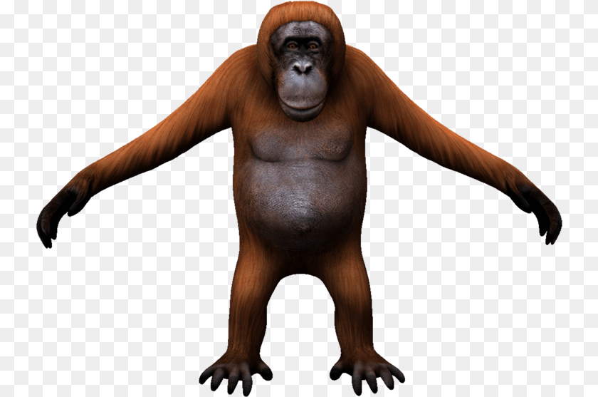 Orangutan Monkey, Animal, Ape, Mammal, Wildlife Transparent PNG