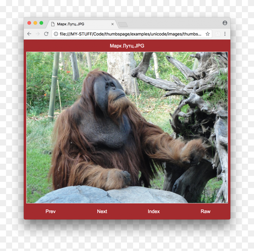 1557x1535 Orangutan Orangutan, Ape, Wildlife, Mammal HD PNG Download