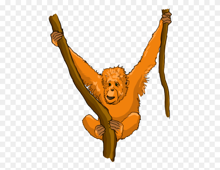 474x588 Descargar Png Orangután Orangután Niños Dibujo, Mamífero, Animal, La Vida Silvestre Hd Png