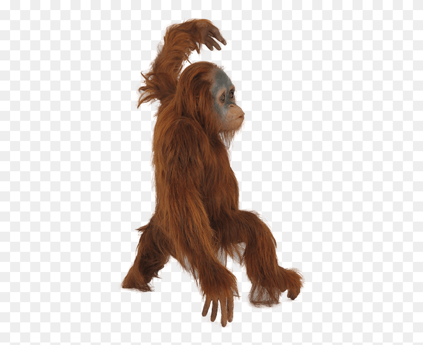 376x625 Orangutan Orangutan Transparent Background, Wildlife, Animal, Mammal HD PNG Download