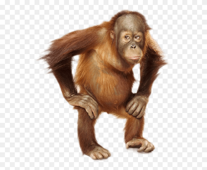 558x632 Орангутанг На Прозрачном Фоне, Дикая Природа, Животное, Млекопитающее Hd Png Скачать