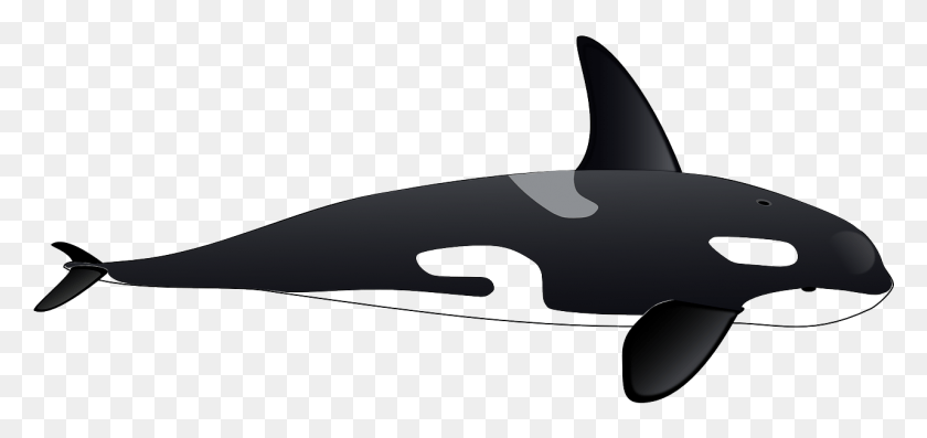 1281x555 Orca Clipart, Sea Life, Animal, Mammal HD PNG Download