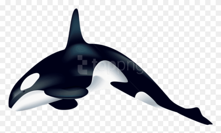 829x475 Orca Clipart Photo Orca Transparente, La Vida Marina, Animal, Tiburón Hd Png