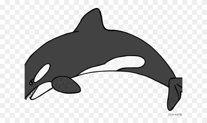641x441 Orca Clipart Transparent Killer Whale Clipart, Sunglasses, Accessories, Accessory HD PNG Download