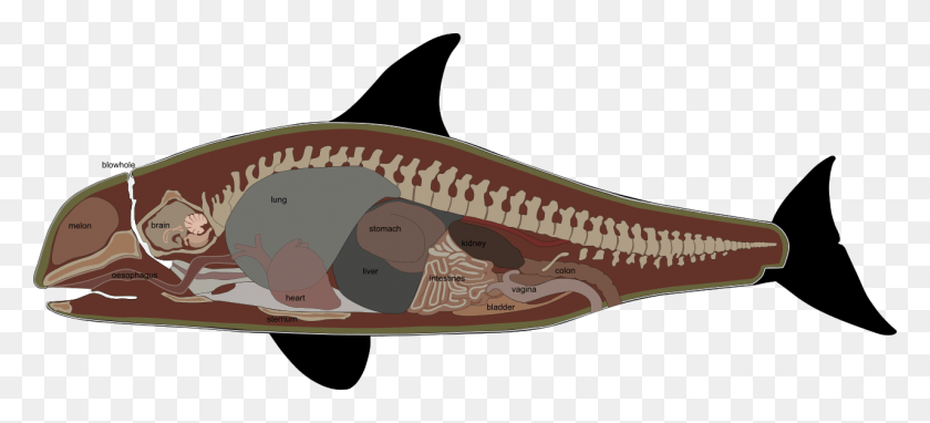 1280x530 Orca Internal Anatomy False Killer Whale Anatomy, Animal, Reptile, Fish Descargar Hd Png