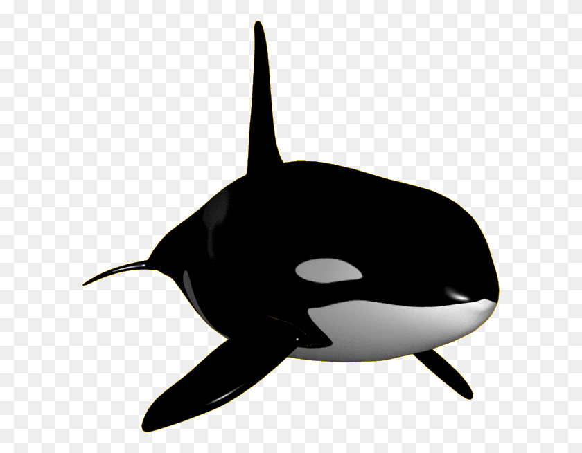 602x595 Orca Whale Killer Whale, Sea Life, Animal, Mammal HD PNG Download