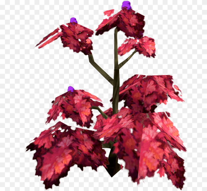 Orchid, Leaf, Maple, Plant, Tree Sticker PNG