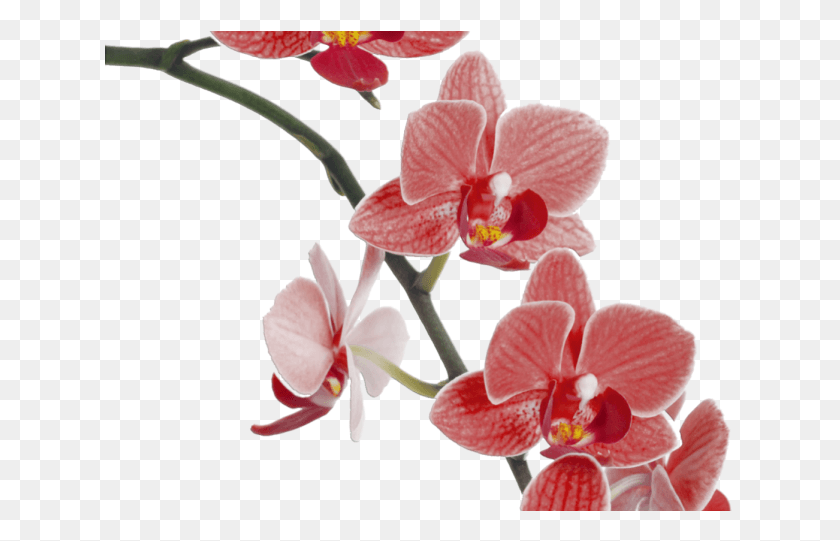 632x481 Orchid Clipart Red Pink Orchid, Plant, Flower, Blossom HD PNG Download