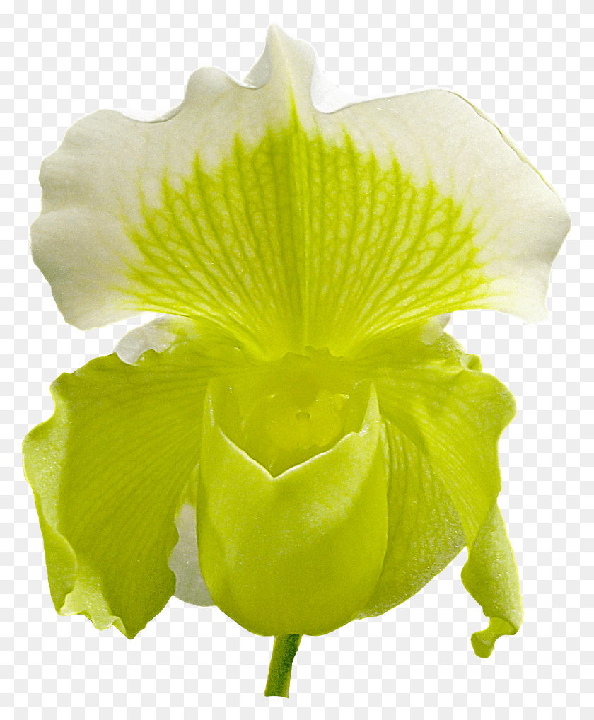 1812x2226 Orchid Flower HD PNG Download
