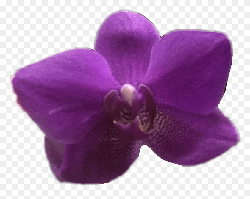 1024x800 Цветок Орхидеи Фиолетовый Ftestickers Весна Апрель Мотылек Орхидея, Растение, Цветение, Анемона Hd Png Скачать