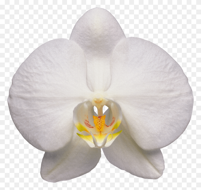 2593x2431 Orquídea Png / Flor De La Orquídea Hd Png
