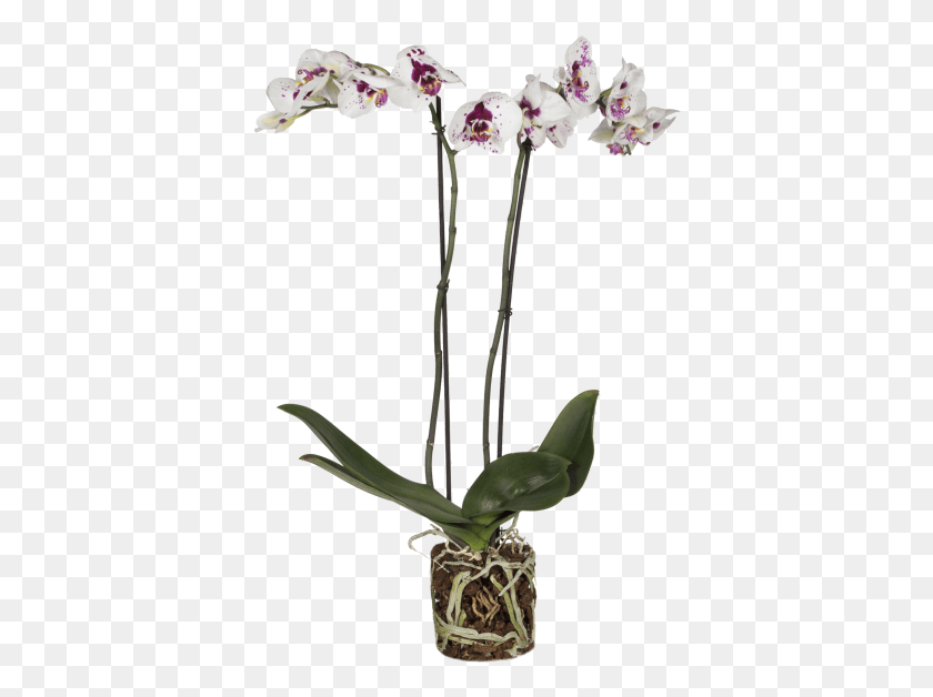 386x568 Orchid Picasso Cattlianthe Jewel Box, Plant, Flower, Blossom HD PNG Download