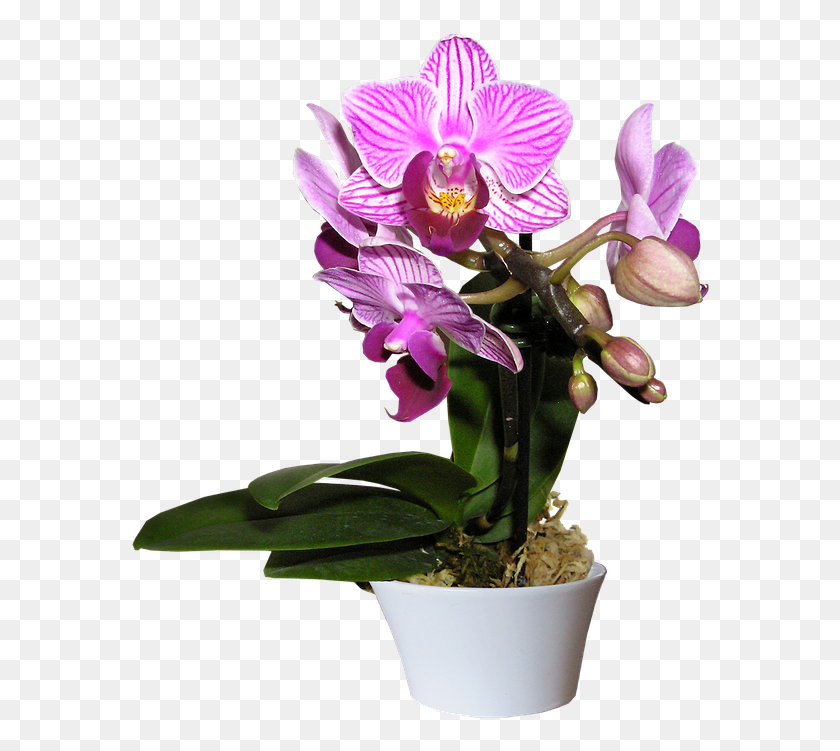582x691 Descargar Png / Flor De Orquídea Png