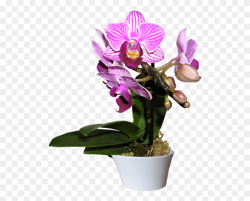 519x615 Orchid Transparent Transparent Background Orchid In A Pot, Plant, Flower, Blossom HD PNG Download