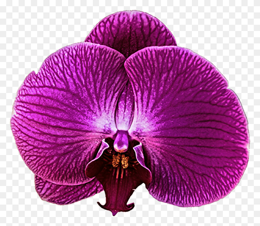 1010x867 Орхидеи, Растения, Цветок, Цветение Hd Png Скачать