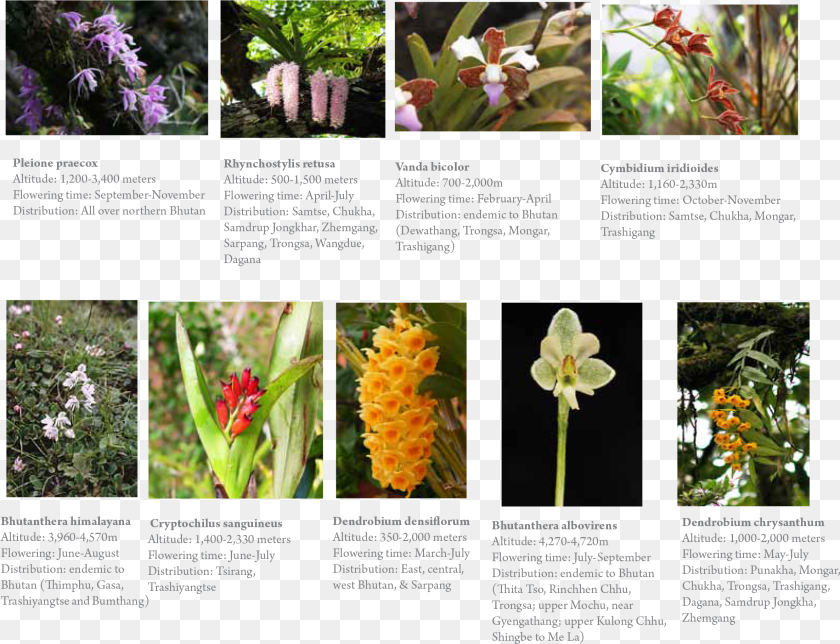 Orchids, Flower, Plant, Vegetation, Petal Transparent PNG