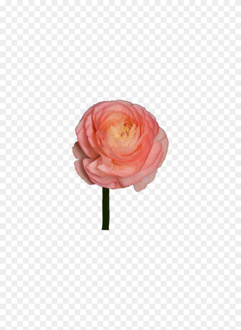 768x1092 Заказать Букет Цветов Розовый Лютик С Доставкой Персидский Лютик, Роза, Цветок, Растение Hd Png Скачать