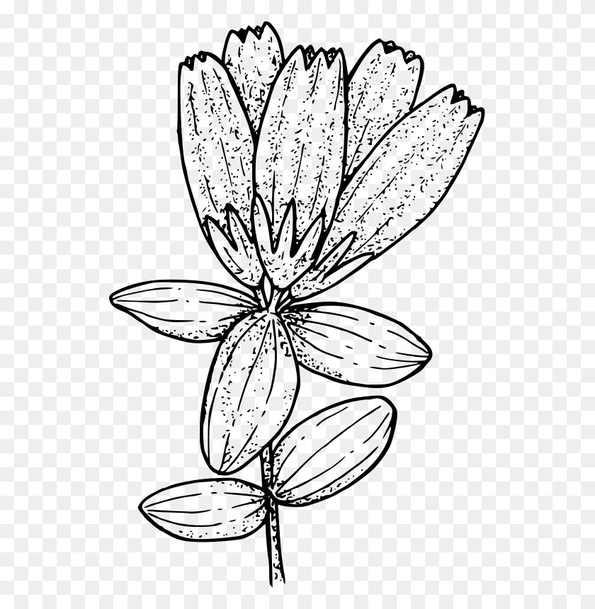 531x800 Oregon Clipart Free For Bottle Gentian Line Drawing, Gray, World Of Warcraft HD PNG Download