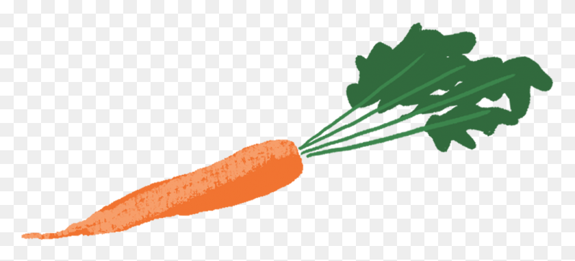 1318x545 Organic Carrot Baby Carrot, Plant, Vegetable, Food HD PNG Download