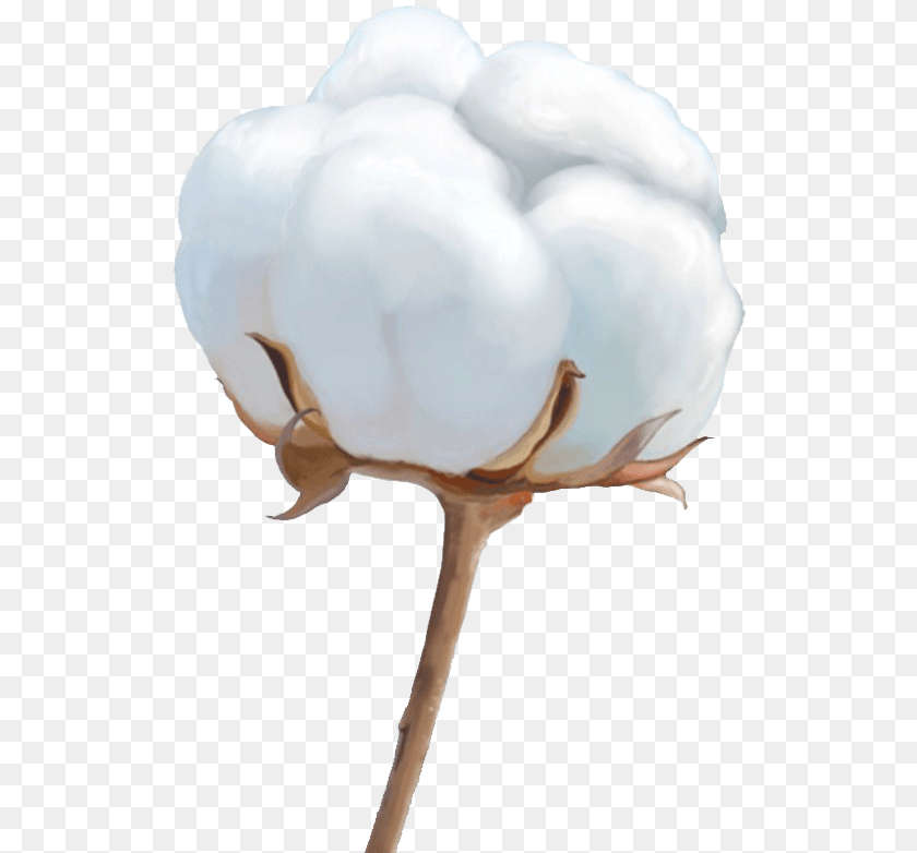 528x782 Organic Cotton Image File Cotton Flower, Person PNG