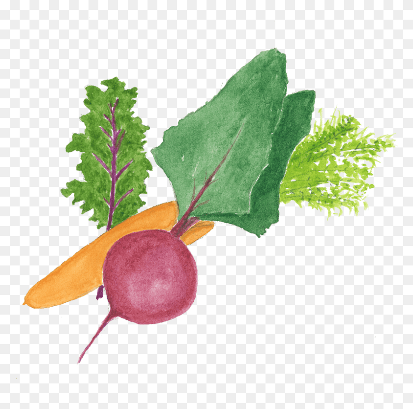 797x789 Organic Csa Shares Beetroot, Plant, Vegetable, Food HD PNG Download